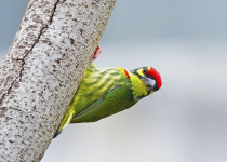 Coppersmith Barbet