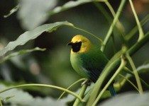 Green Iora