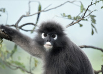 Spectacle Leaf Monkey