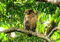 Buffy Fish-Owl