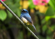 Indigo Flycatcher, Borneo