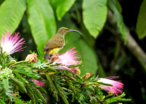 Thick-billed Spiderhunter