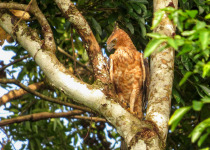 Wallace's Hawk-Eagle