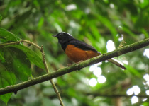 White-crowned Shama, Borneo