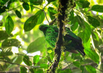 Whiteheads Broadbill, Mount Kinabalu