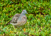 Zebra Dove