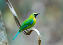 Blue-winged Leafbird on branch in nature.