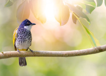 Scaly-breasted Bulbul (Pycnonotus squamatus)