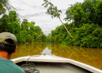 Kinabatangan River boat ride