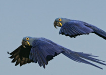 Hyacinth Macaw flying