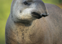 Brazilian Tapir