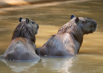 Capybaras