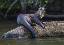 Giant Otter