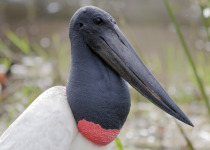 Jabiru