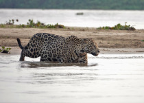 Jaguar going for a swim