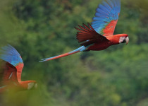 Red-and-green Macaw © Paul Prior