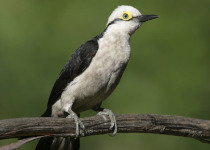 White Woodpecker