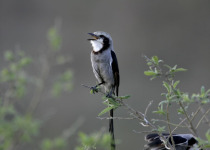 Streamer-tailed Tyrant