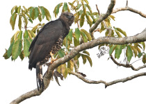Crested Eagle
