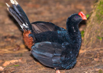 Razor-billed Curassow