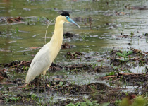 Capped Heron