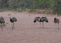 Greater Rhea, Brazil