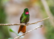 Brazilian Ruby, Brazil Atlantic Forest