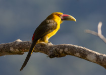 Saffron Toucanet
