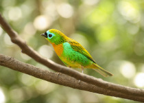 Brassy-breasted Tanager (Saíra Lagarta) on a tree