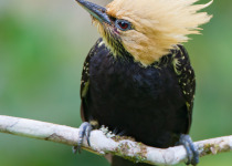 Blond-crested Woodpecker