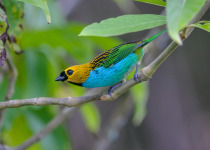 Gilt-edged Tanager