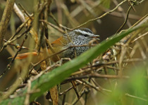 Rufous-tailed Antbird