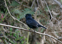 Velvety Black-Tyrant