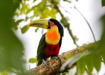 Red-breasted Toucan