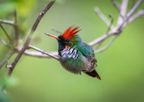 Frilled Coquette