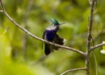 Green-crowned Plovercrest