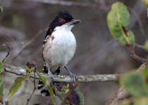 Great Antshrike