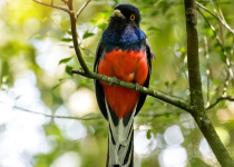 Surucua Trogon