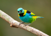 Green-headed Tanager
