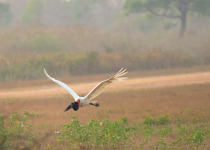 Jabiru