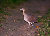 Solitary Tinamou