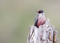 Lewis's-Woodpecker