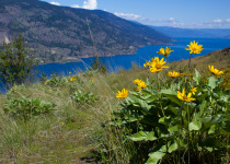 Okanagan landscape