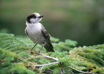 Canada Jay