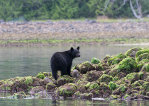 Black bear on coast