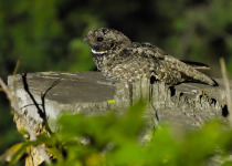 Common Poorwill