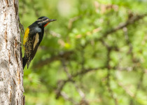 Williamson's Sapsucker, British Columbia