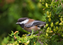 Chestnut-backed Chickadee