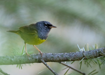 MacGillivray's Warbler