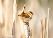 Marsh Wren